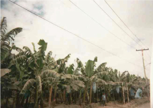 台湾のバナナ農園